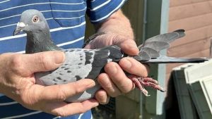 Китаец заплатил 400 тысяч евро за бельгийского почтового голубя