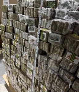 Белорусские таможенники пресекли крупнейшую в истории страны поставку наркотических и психотропных веществ из Евросоюза