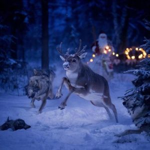 «Путин виноват даже в этом»: финские оленеводы обвиняют российского лидера в гибели северных оленей Санта-Клауса