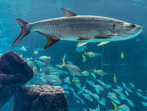 Рыбалка в аквариуме обернулась уголовным делом